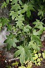 Liquidambar styraciflua
