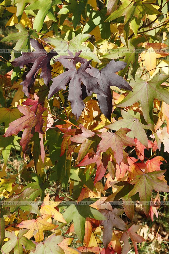Liquidambar styraciflua Sweet Gum