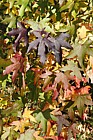 Liquidambar styraciflua Sweet Gum