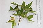 Liquidambar styraciflua Sweet Gum