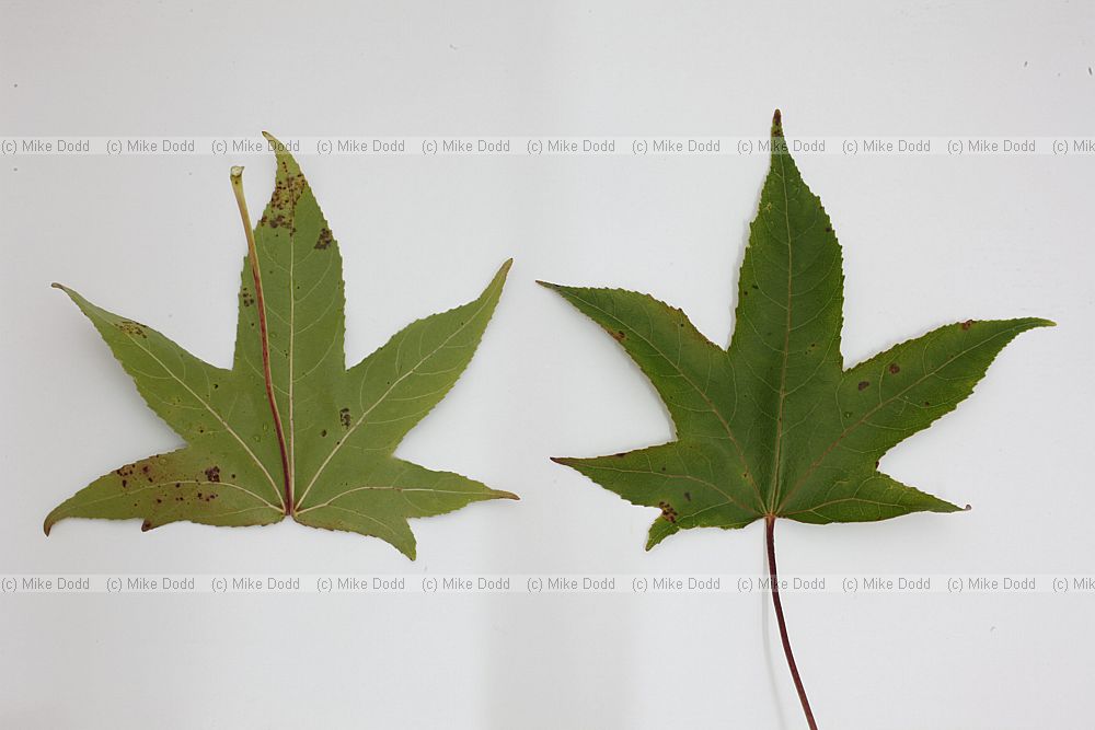 Liquidambar styraciflua Sweet Gum