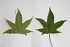 Liquidambar styraciflua Sweet Gum