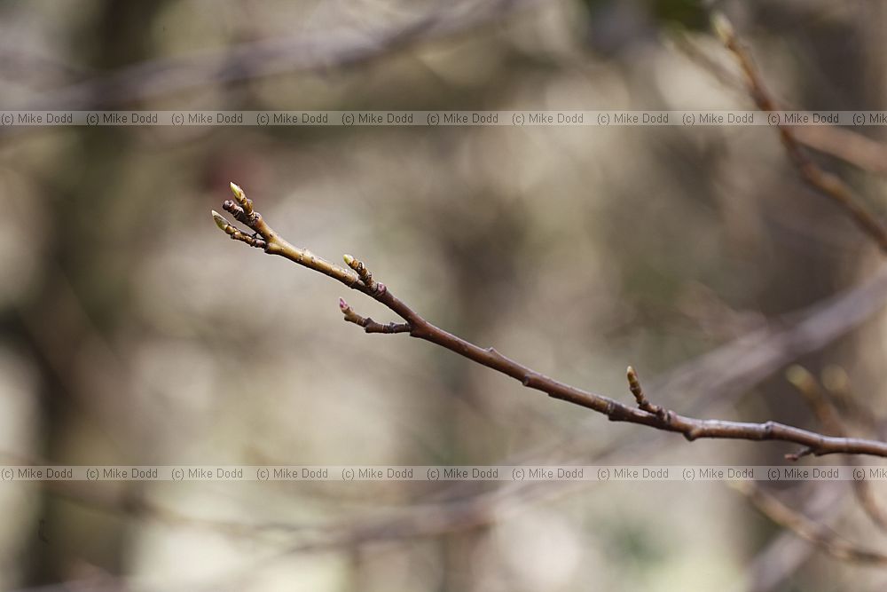 Liquidambar styraciflua Sweet Gum