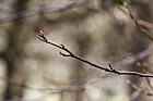 Liquidambar styraciflua Sweet Gum