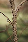 Liquidambar styraciflua Sweet Gum