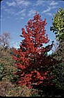 Liquidambar styraciflua Bath botanic garden