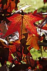 Liquidambar styraciflua 'Kia'