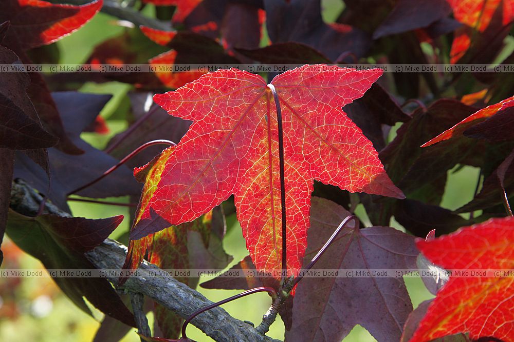Liquidambar styraciflua 'Kia'