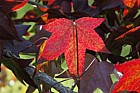 Liquidambar styraciflua 'Kia'