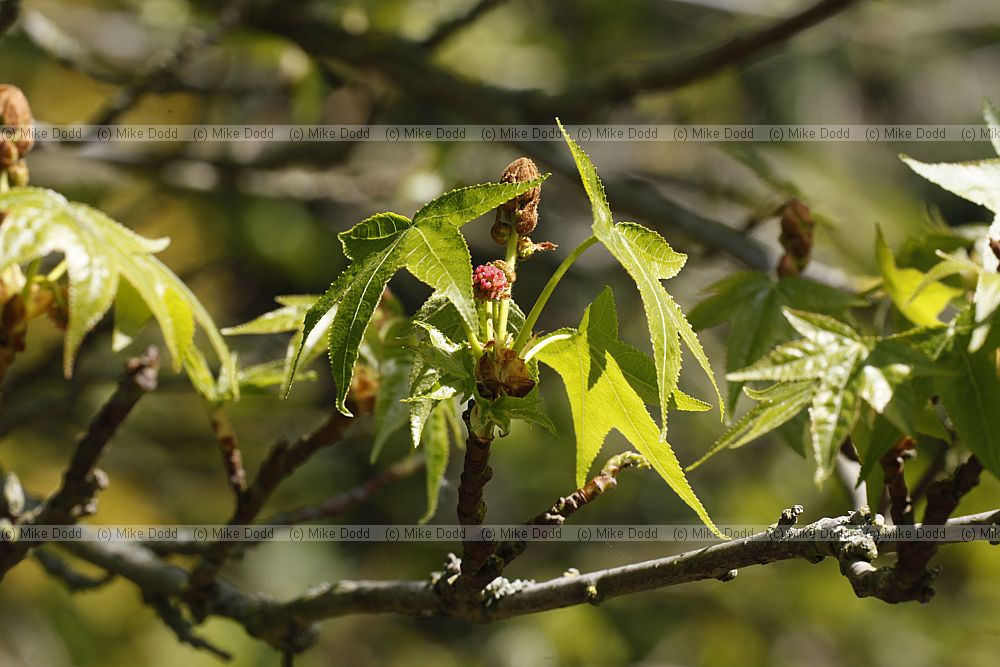 Liquidambar styraciflua 'Lane Roberts'