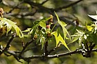 Liquidambar styraciflua 'Lane Roberts'