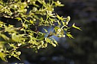 Liquidambar styraciflua 'Worplesdon'