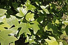 Liriodendron chinense