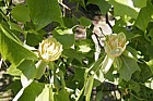 Liriodendron tulipifera Tulip tree