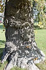 Liriodendron tulipifera Tulip tree