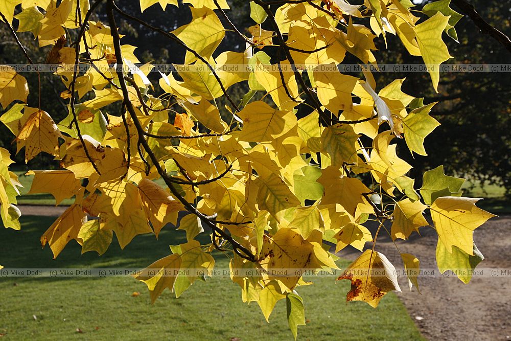 Liriodendron tulipifera Tulip tree