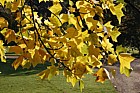 Liriodendron tulipifera Tulip tree