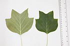 Liriodendron tulipifera Tulip Tree