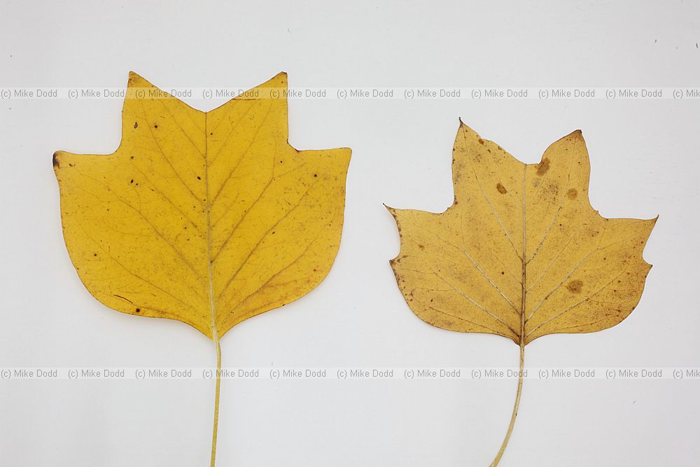 Liriodendron tulipifera Tulip Tree