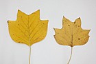 Liriodendron tulipifera Tulip Tree