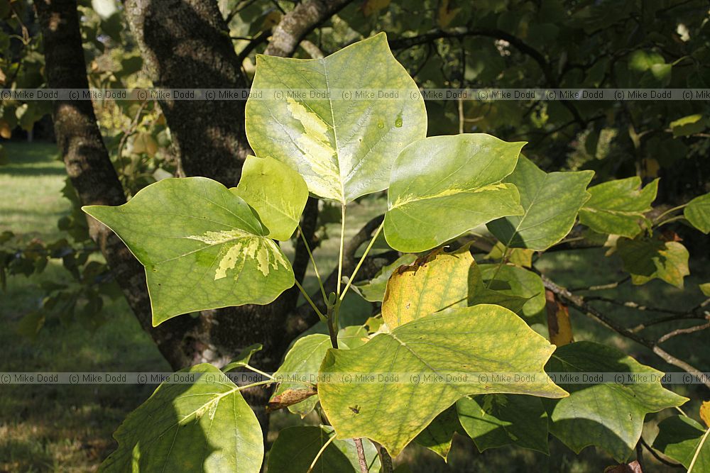 Liriodendron tulipifera 'Mediopictum'