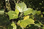 Liriodendron tulipifera 'Mediopictum'