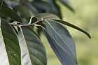 Lithocarpus cleistocarpus