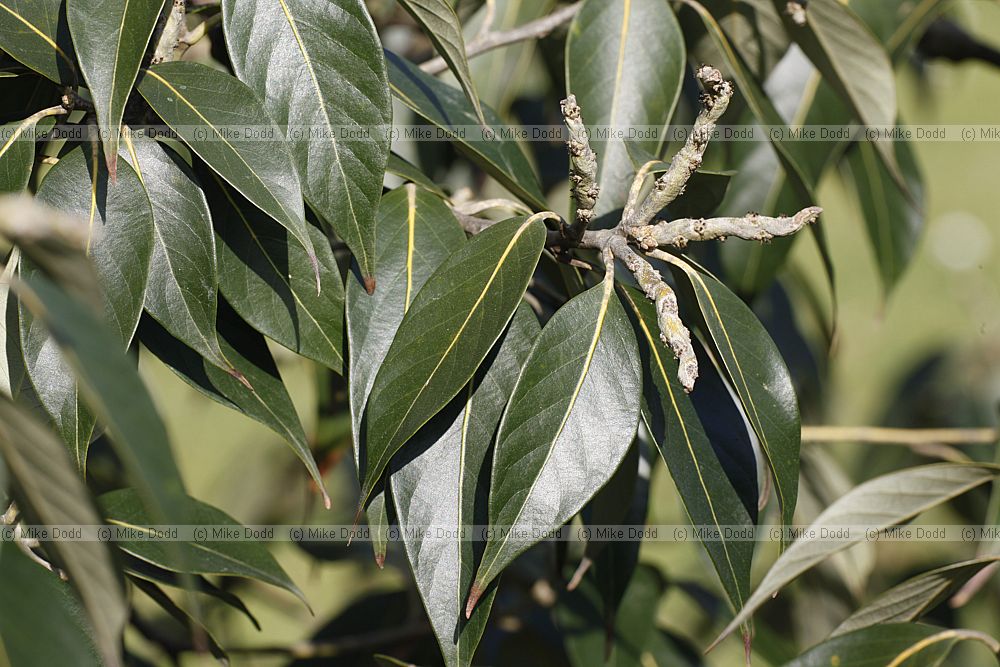 Lithocarpus dealbata