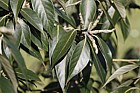 Lithocarpus dealbata