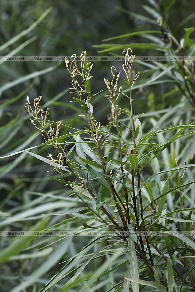 Lomatia myricoides