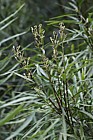 Lomatia myricoides