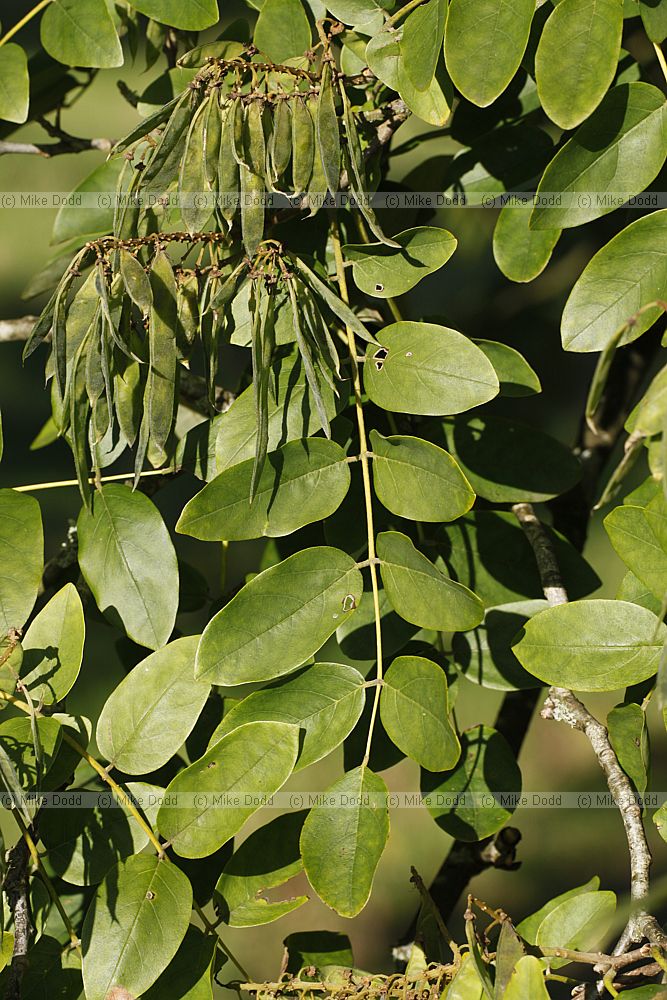 Maackia hupehensis