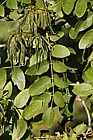 Maackia hupehensis