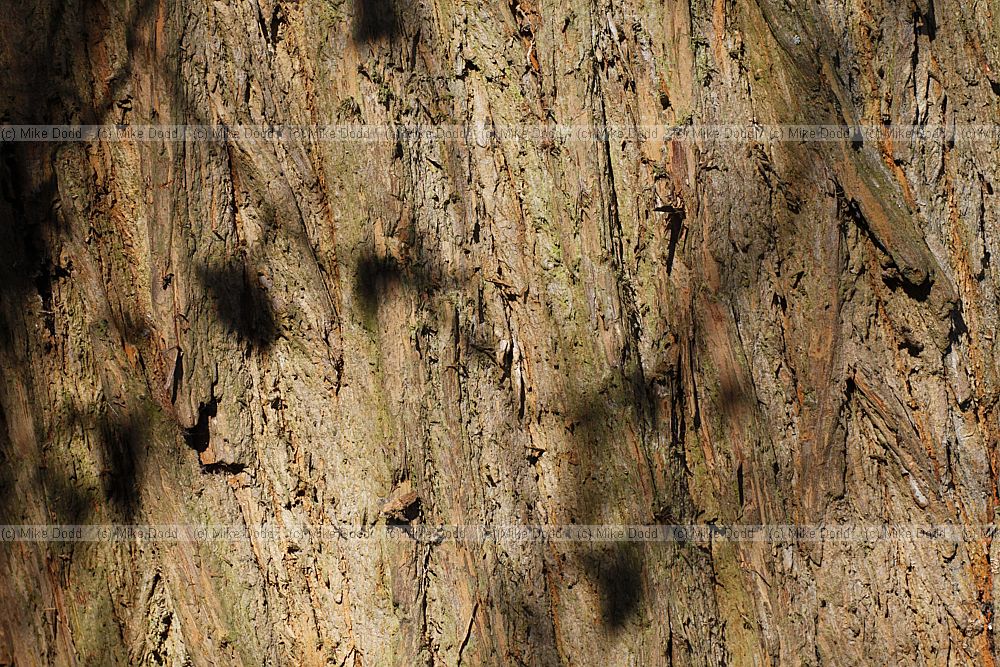 Maclura pomifera Osage Orange