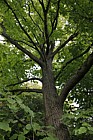 Magnolia acuminata Cucumber Tree