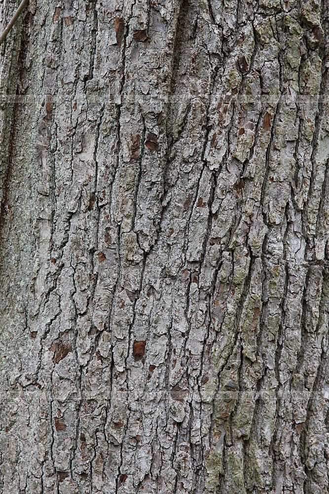 Magnolia acuminata