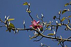 Magnolia campbellii 'Darjeeling'