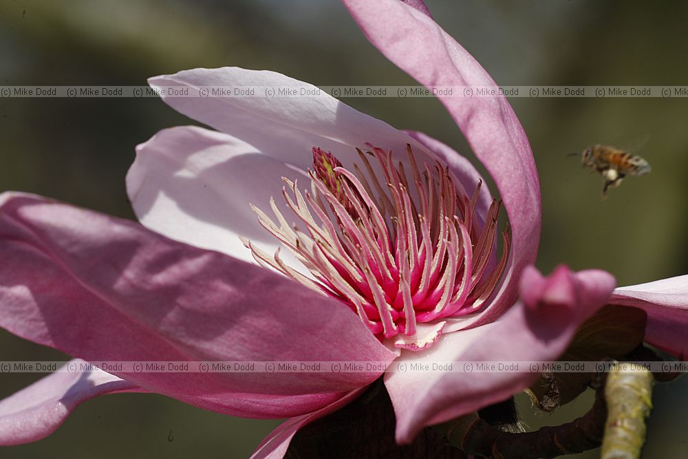 Magnolia campbellii subsp campbellii with honeybee