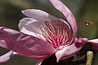 Magnolia campbellii subsp campbellii with honeybee