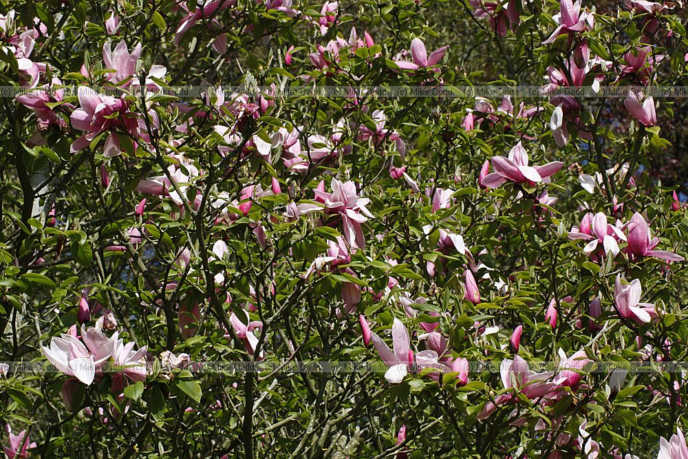 Magnolia campbellii 'Treve Holman'
