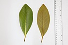 Magnolia grandiflora Southern Evergreen Magnolia