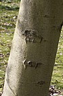 Magnolia heptapeta