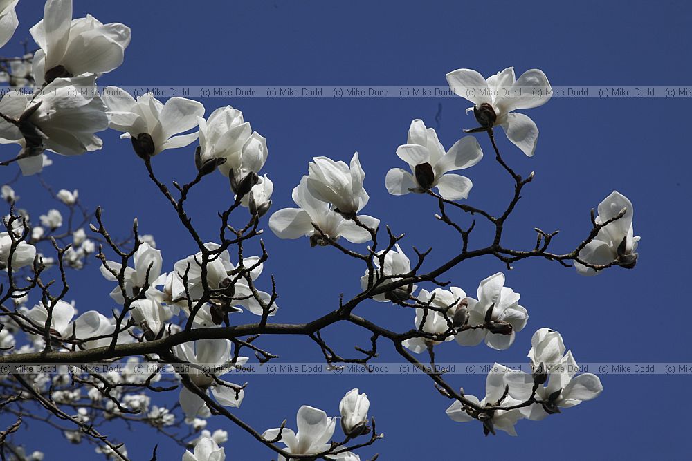 Magnolia heptapeta