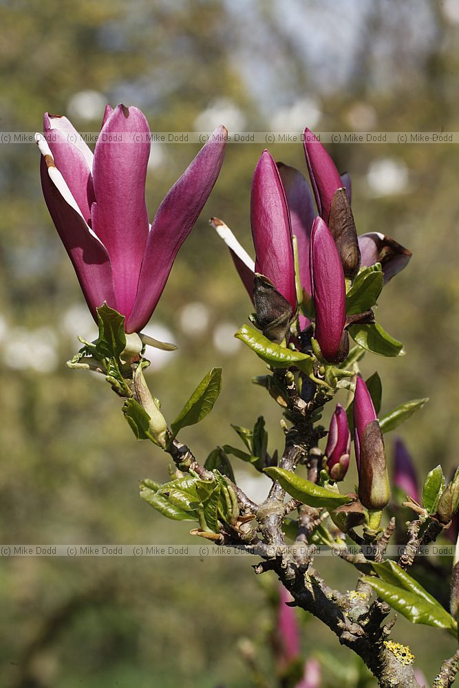 Magnolia quinquepeta