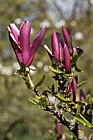 Magnolia quinquepeta