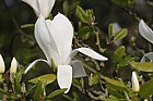 Magnolia x soulangeana 'Alexandrina'