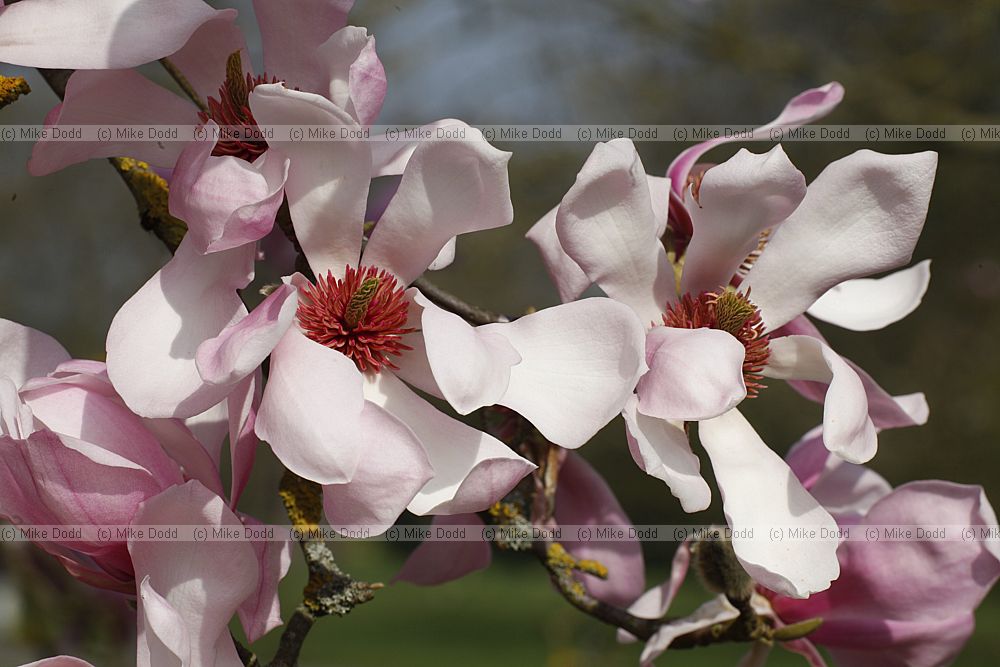 Magnolia sprengeri var diva
