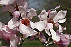 Magnolia sprengeri var diva
