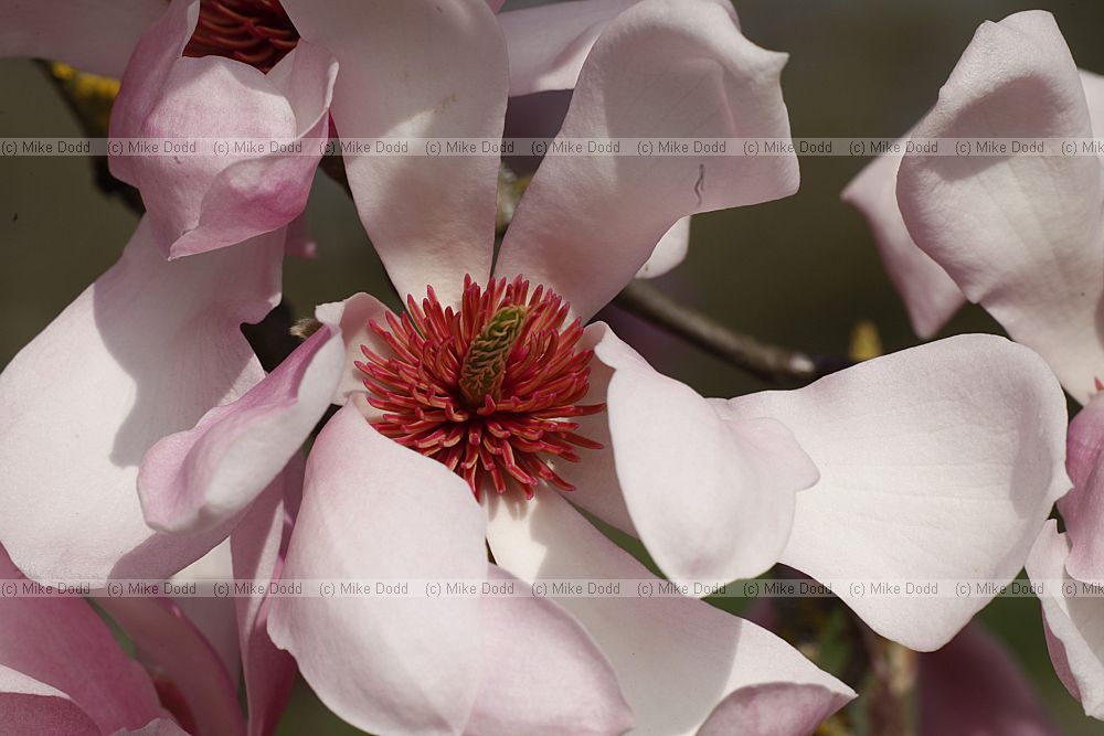 Magnolia sprengeri var diva