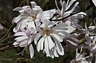 Magnolia stellata 'King Rose'